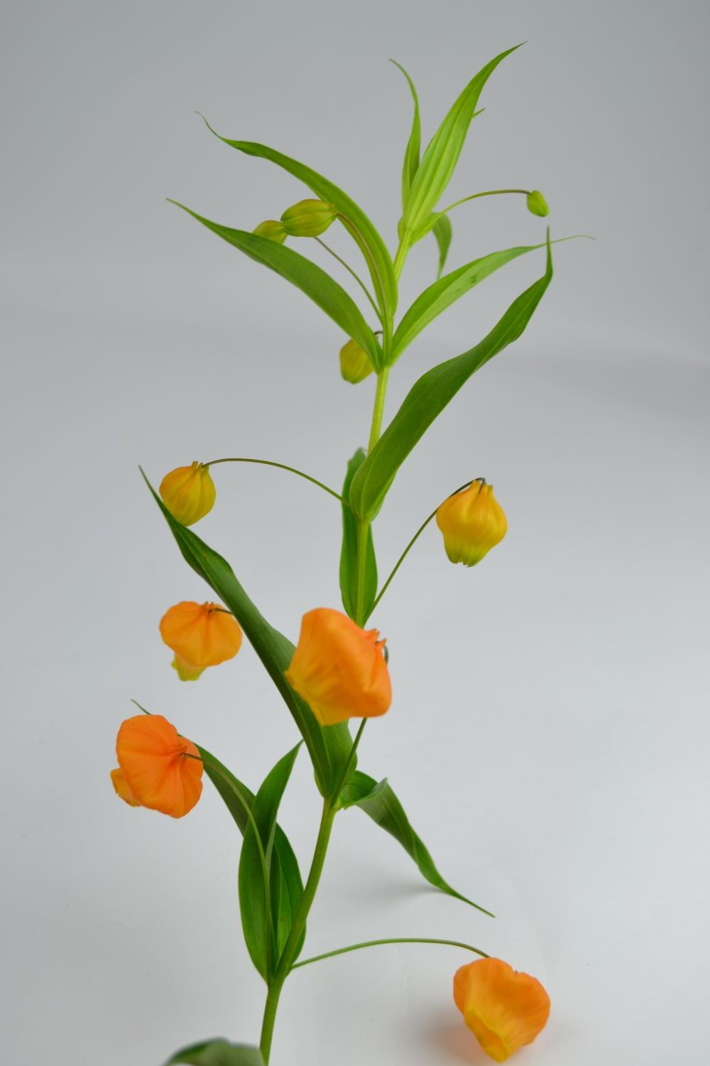 Boeket XXL