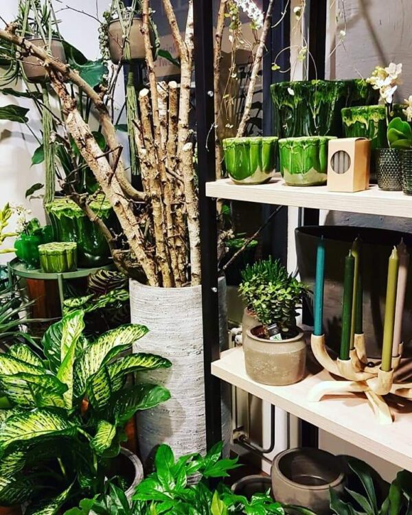 Happy new plants