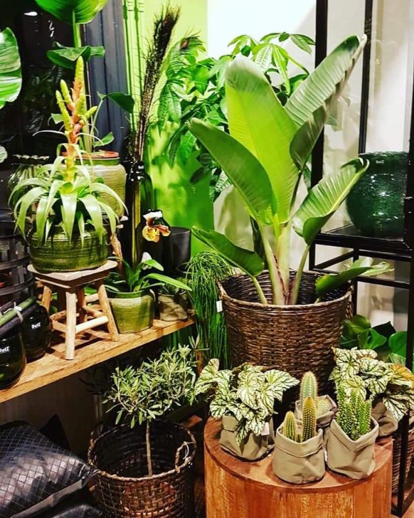 Happy new plants