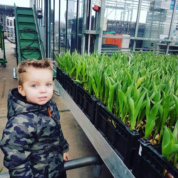 TULPEN —