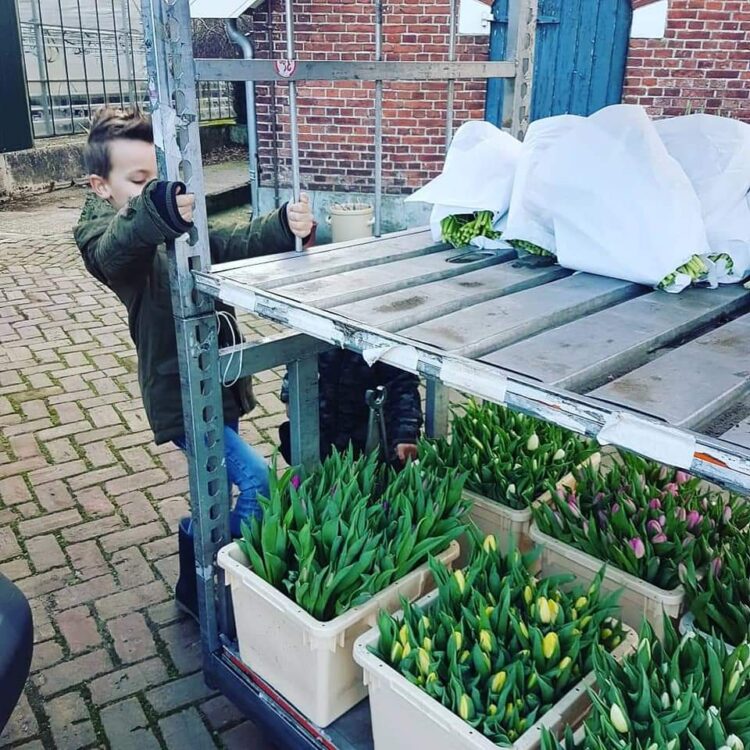TULPEN —