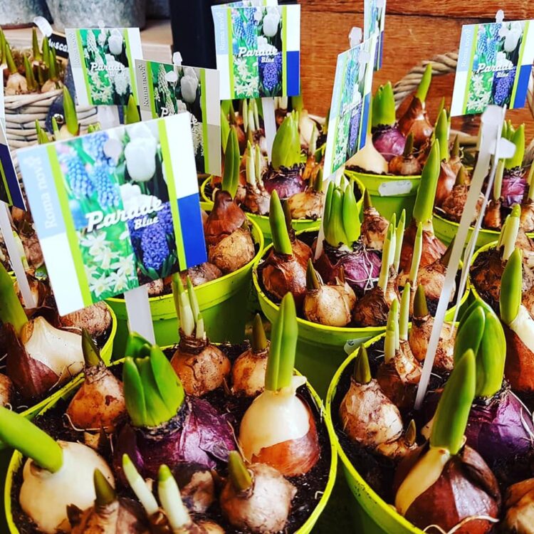 Mixed Bulbs — 