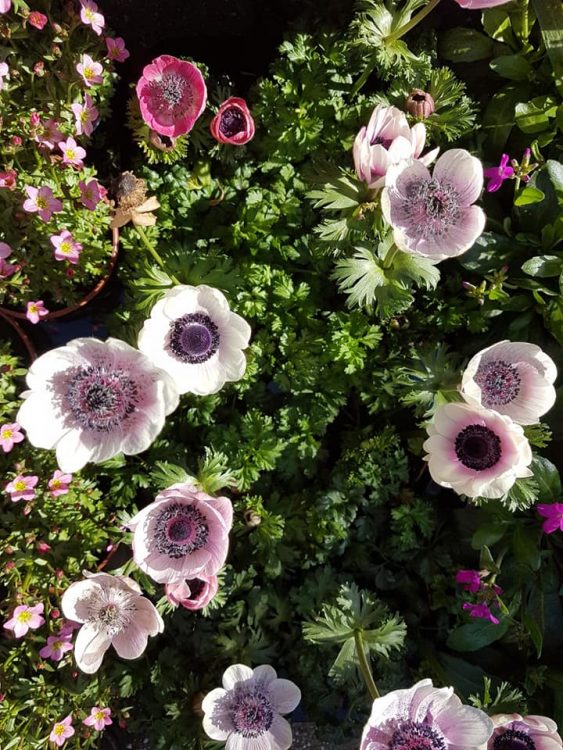 SPRING IS IN THE AIR — 🌿🌸