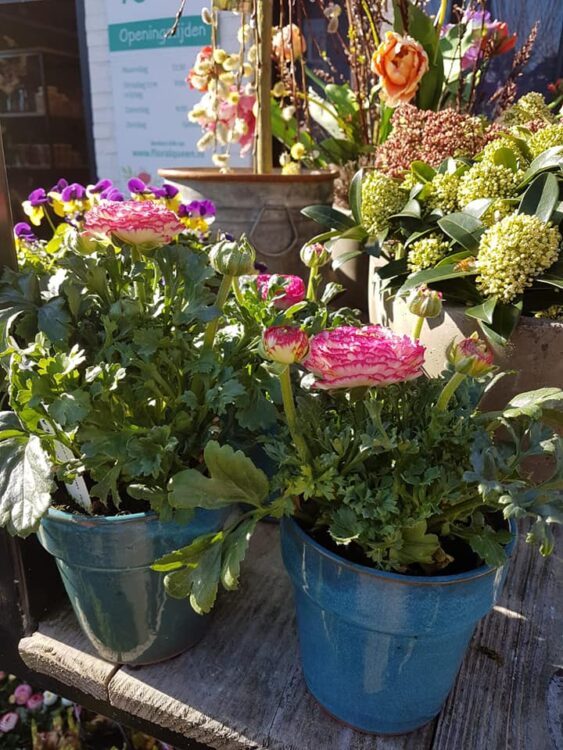 SPRING IS IN THE AIR — 🌿🌸