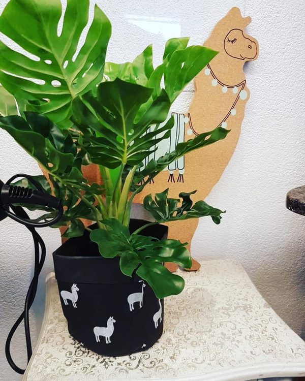 ETALAGE VOORJAAR — 🌿🌷