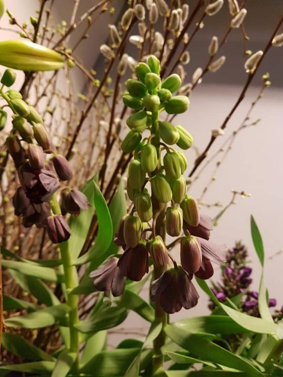 FRESH FLOWERS