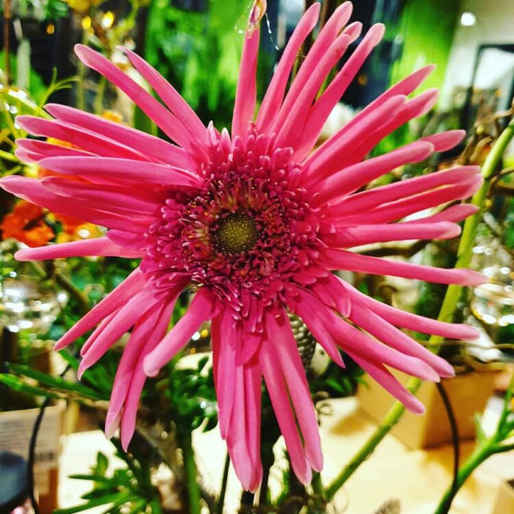 LENTE WORKSHOP 