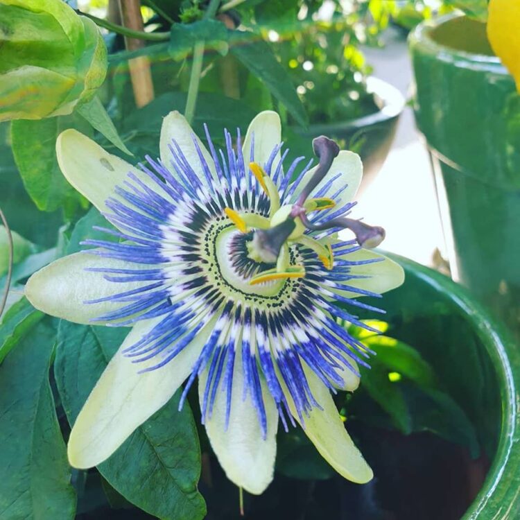 BUITEN PLANTEN