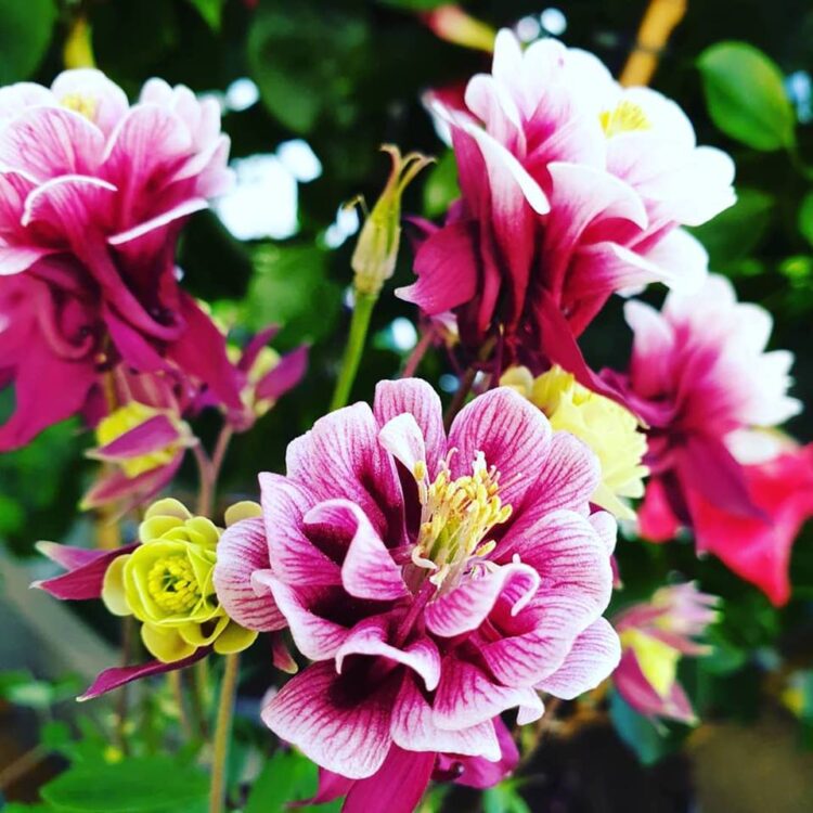 BUITEN PLANTEN