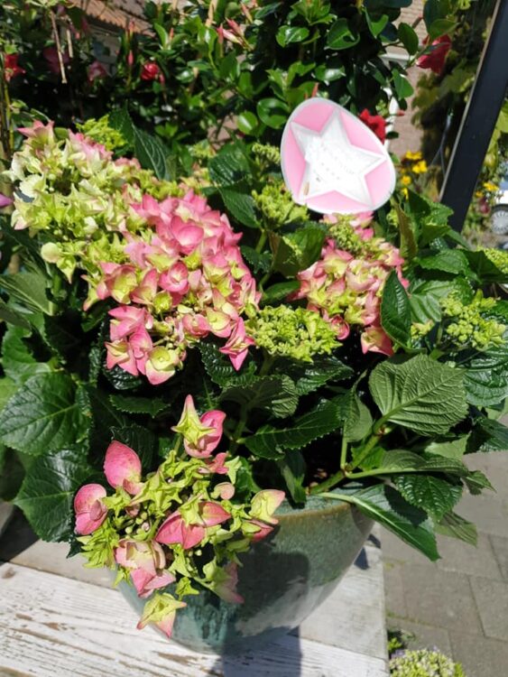BUITEN PLANTEN —