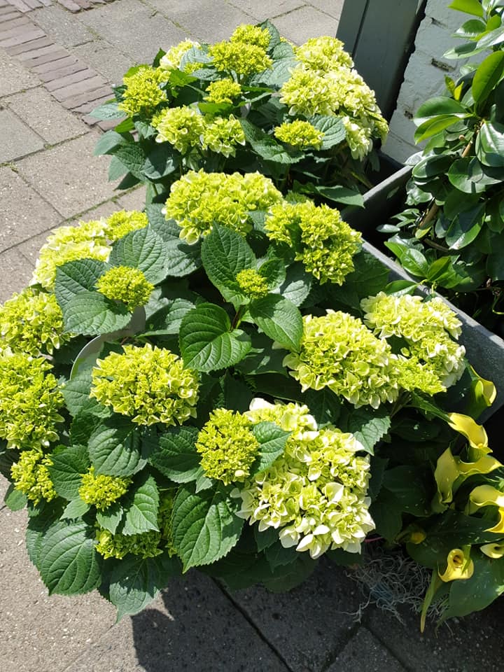 BUITEN PLANTEN —