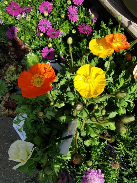 BUITEN PLANTEN —