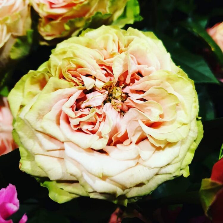 MOEDERDAG BLOEMEN — 🌿❤😍🌸