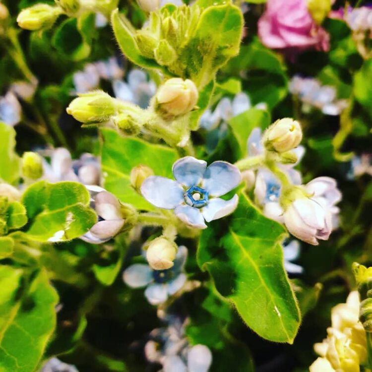 MOEDERDAG BLOEMEN — 🌿❤😍🌸