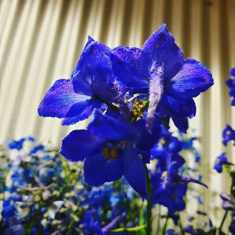 MOEDERDAG BLOEMEN — 🌿❤😍🌸