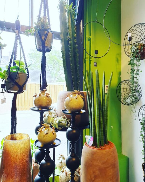 PLANTEN —