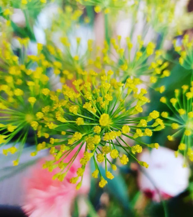 PLUKBOEKET — 🌸🌿💛