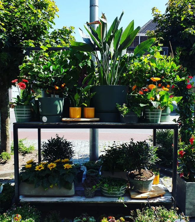 SUMMER PLANTS — 🌴🌵🌺