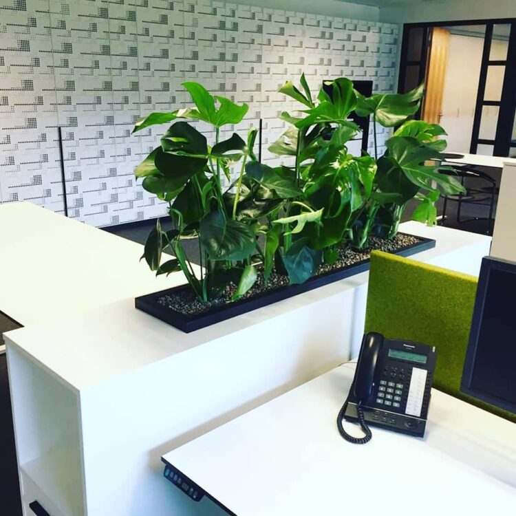 PLANTEN STYLING —