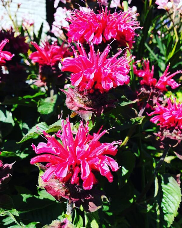 SUMMER PLANTS — 🌴🌵🌺