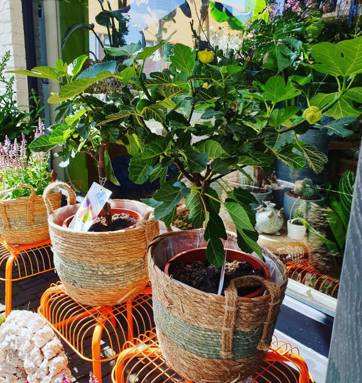 SUMMER PLANTS — 🌴🌵🌺