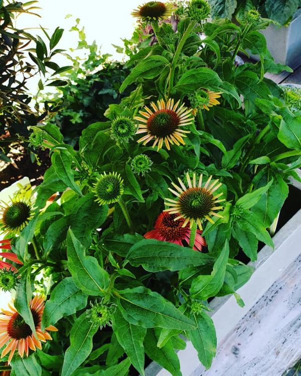 SUMMER PLANTS — 🌴🌵🌺