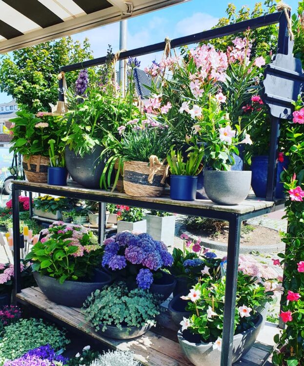SUMMER PLANTS — 🌴🌵🌺