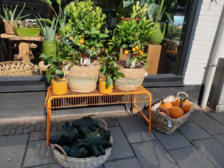 BUITEN PLANTEN —