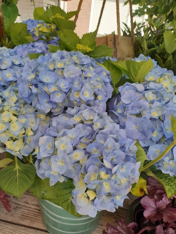 BUITEN PLANTEN —