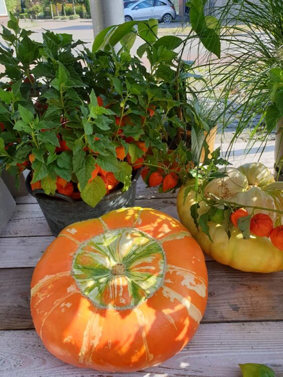 BUITEN PLANTEN —