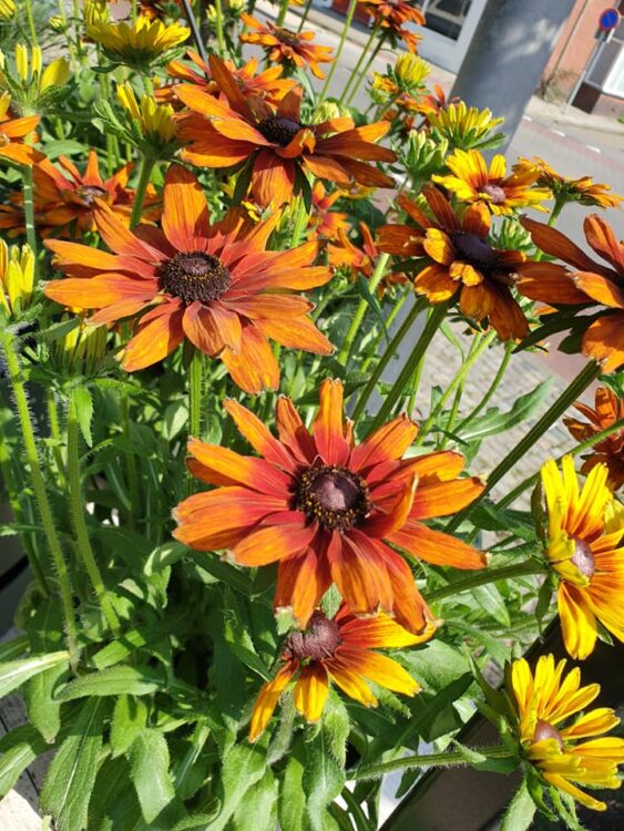 BUITEN PLANTEN —