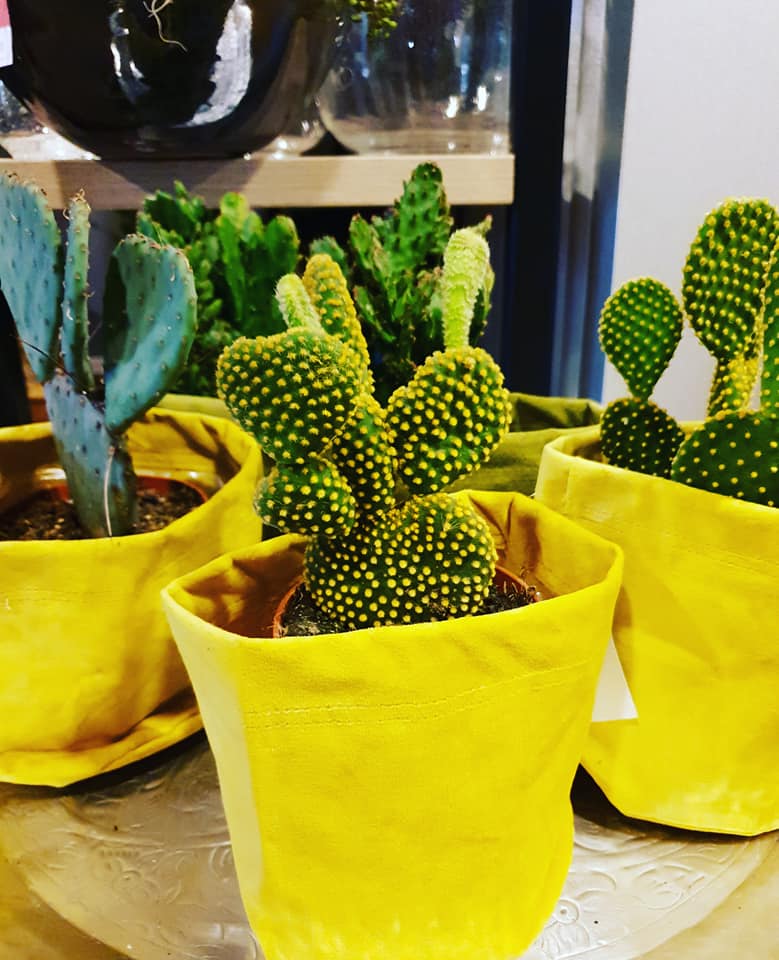 VELVET — 💛🌵🌿