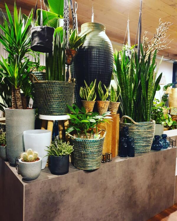FRISSE GROENE WINKEL — 🌿🌿🌿