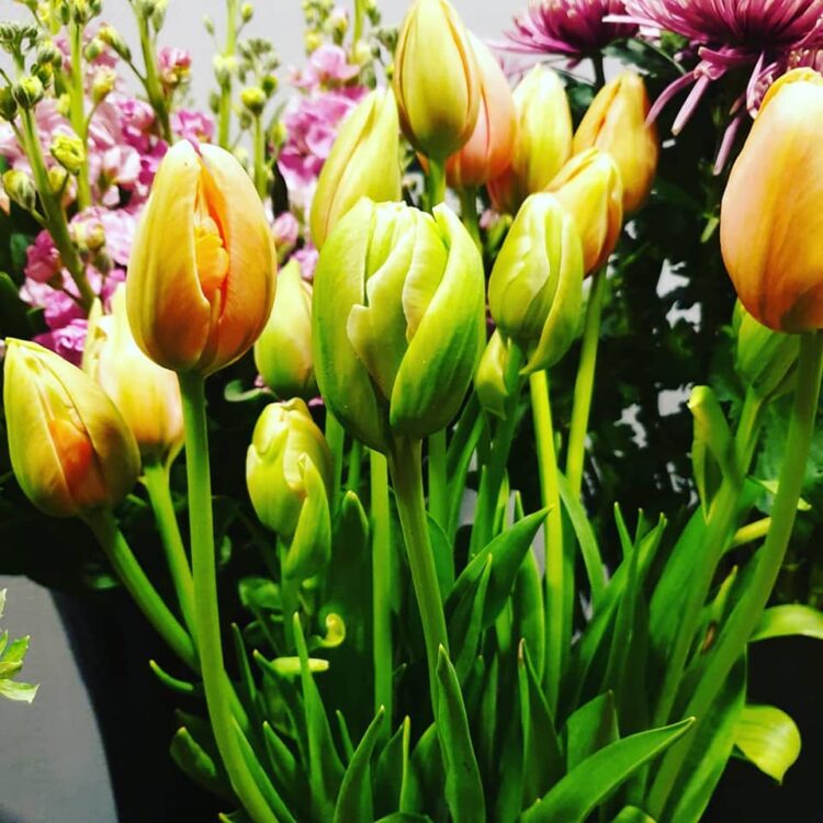 BLOEMEN–