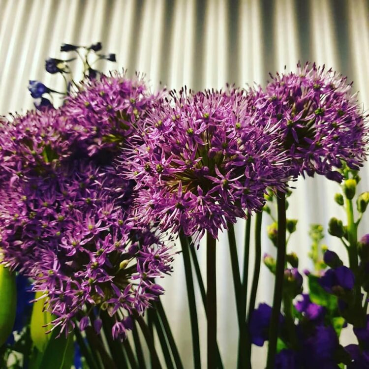 BLOEMEN–