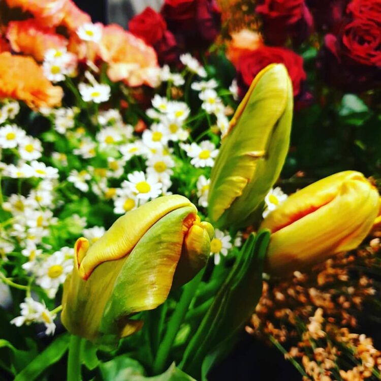 BLOEMEN–