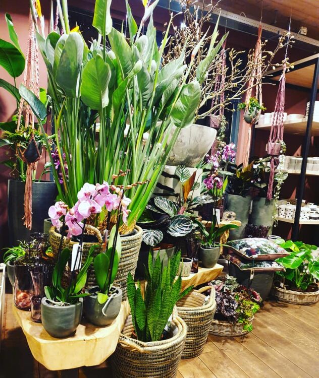 FRISSE GROENE WINKEL — 🌿🌿🌿