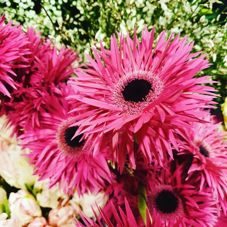 BLOEMEN–