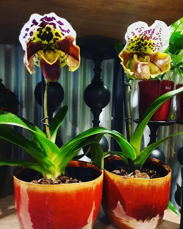 NIEUWE PLANTEN —