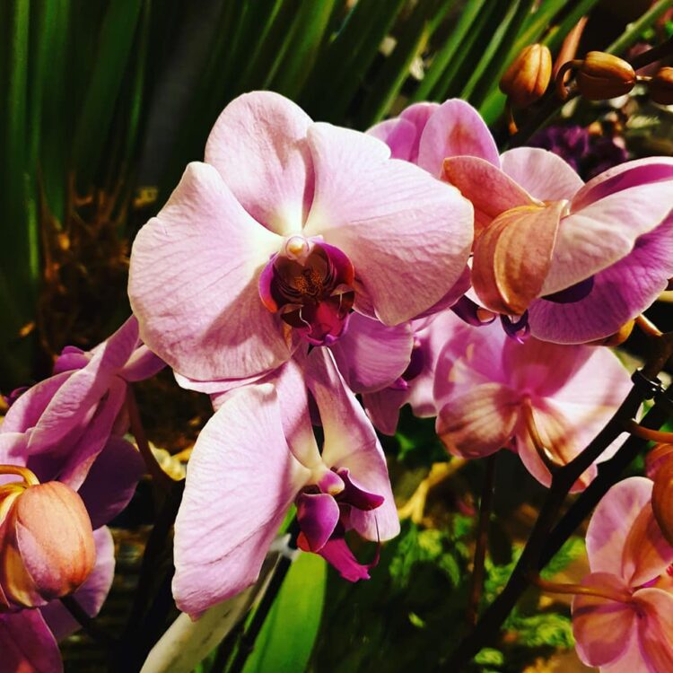 Pretty PINK — 🌸💗🌿