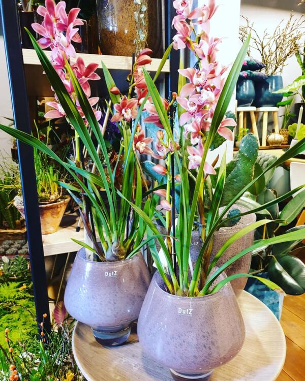 NIEUWE PLANTEN —
