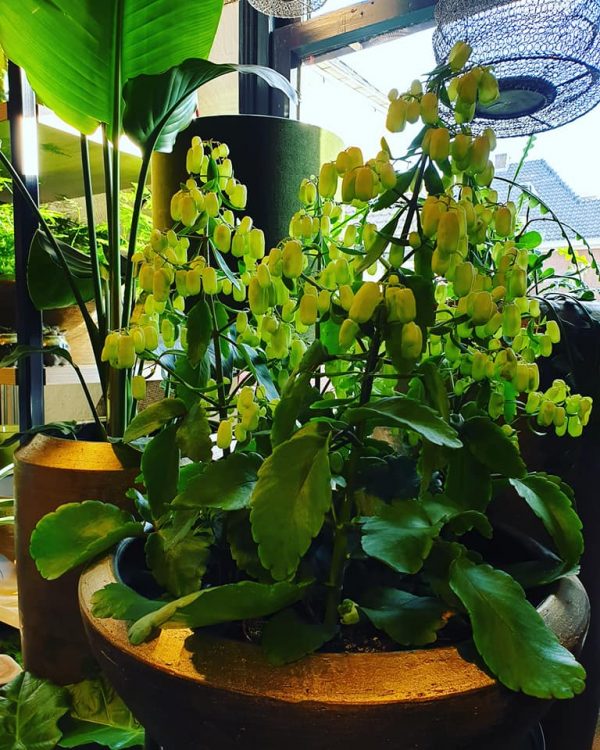 NIEUWE PLANTEN —