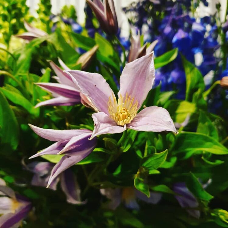 BLOEMEN–