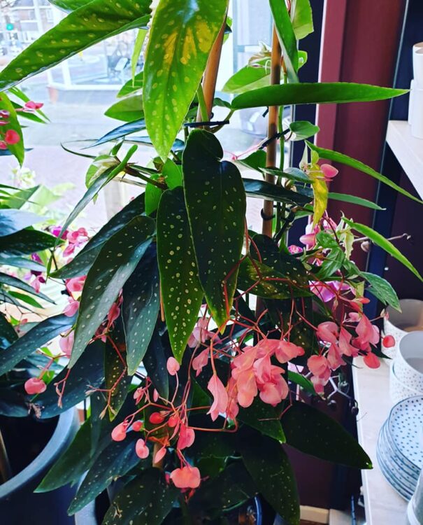 NIEUWE PLANTEN —