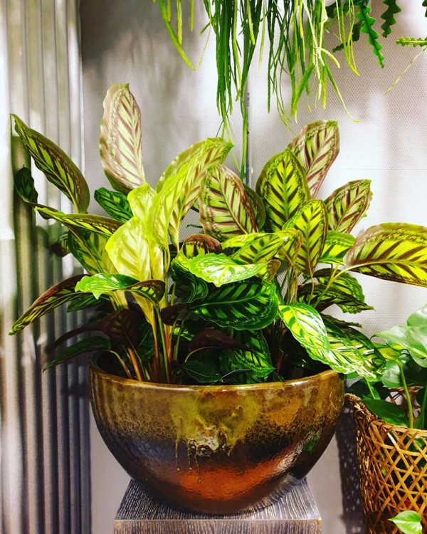 NIEUWE PLANTEN —