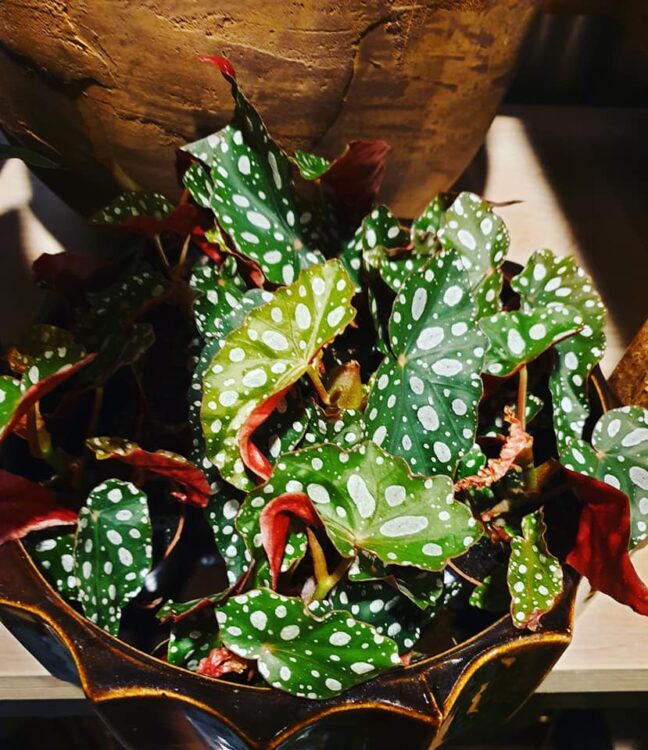 NIEUWE PLANTEN —