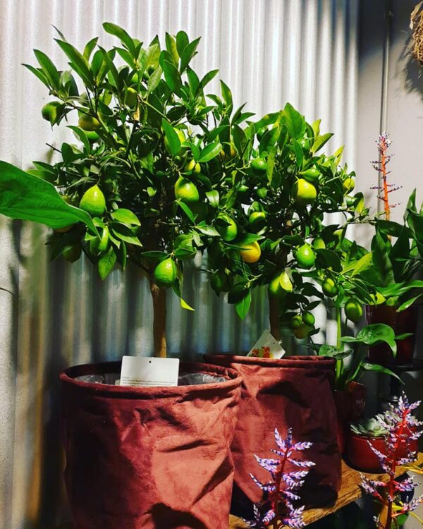 NIEUWE PLANTEN —
