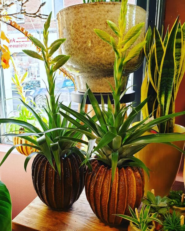 NIEUWE PLANTEN —