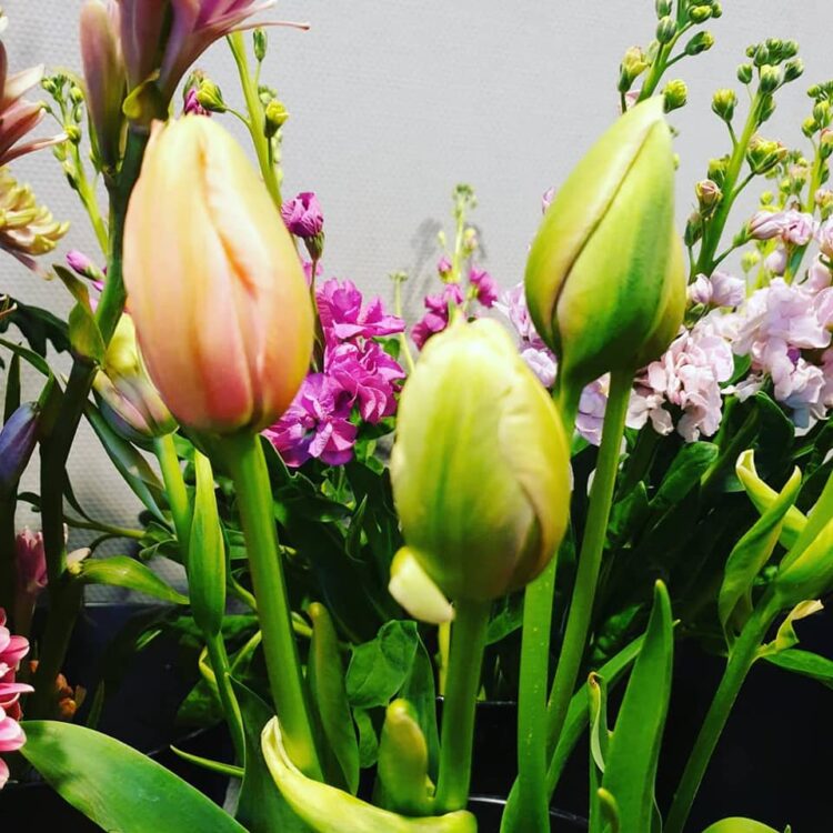TULPENTIJD — 🌷🌷🌷