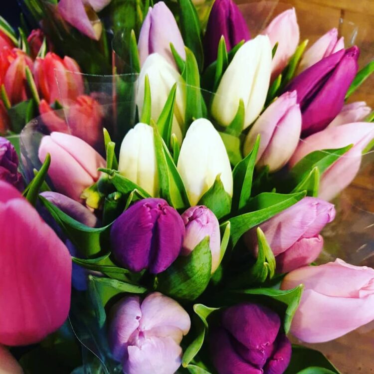 TULPENTIJD — 🌷🌷🌷